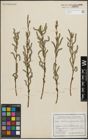 Foto von Salix purpurea L.